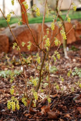 Corylopsis pauciflora - lískovníček chudokvětý - celek